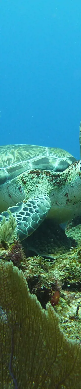 Den Tauchplatz "Tortuga" erforschen